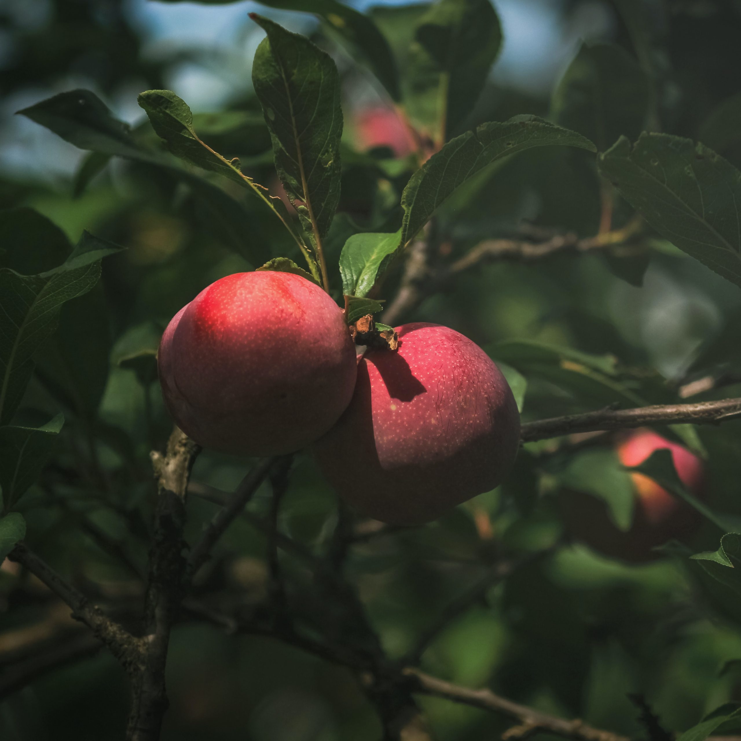 Naggar Apple Farming Bliss