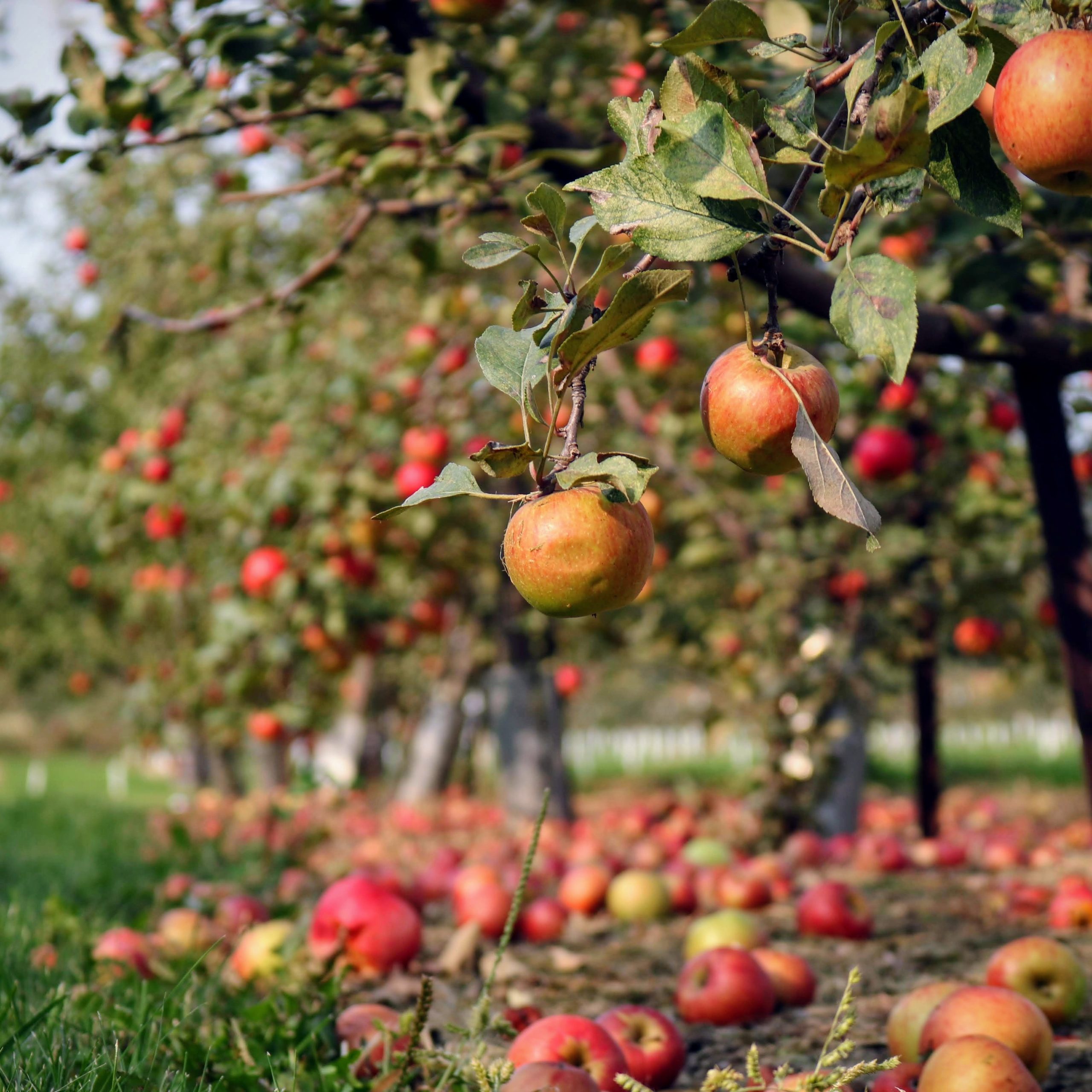 Naggar Apple Farming Bliss